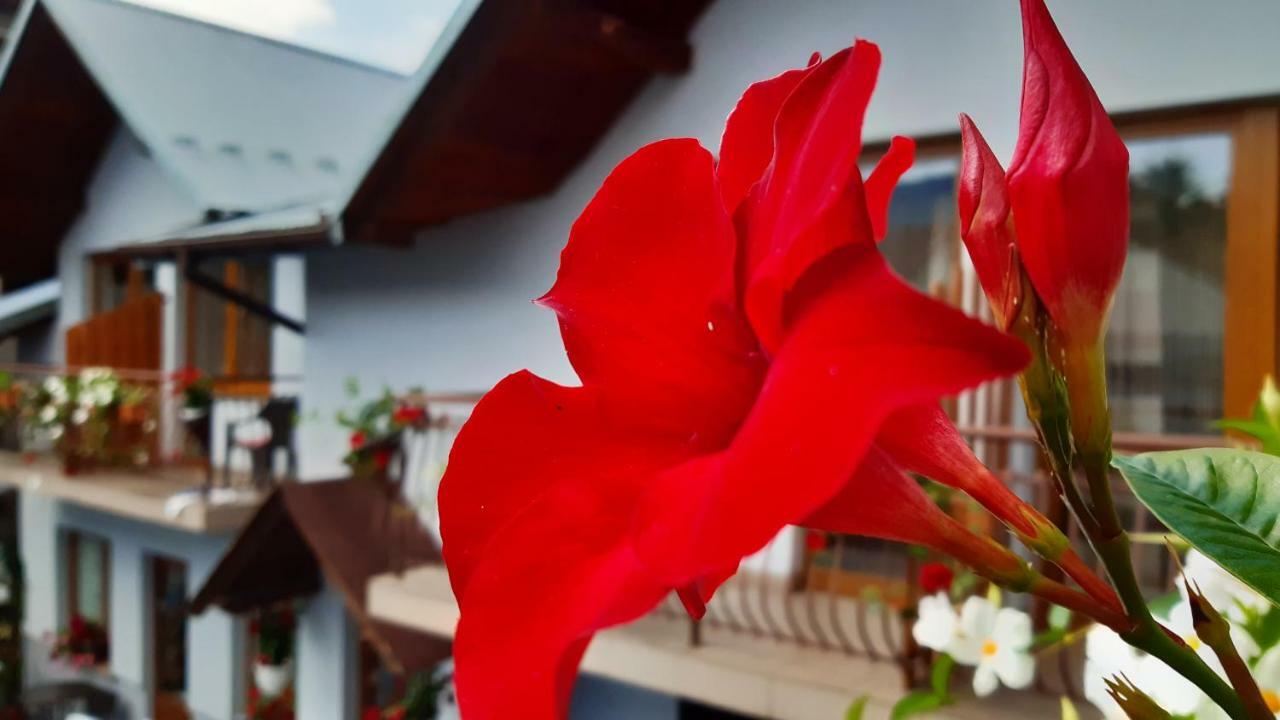 Pokoje Do Wynajecia U Lusi Krościenko Dış mekan fotoğraf